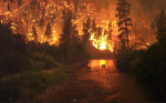 Forest fire with 2 Elk in Stream